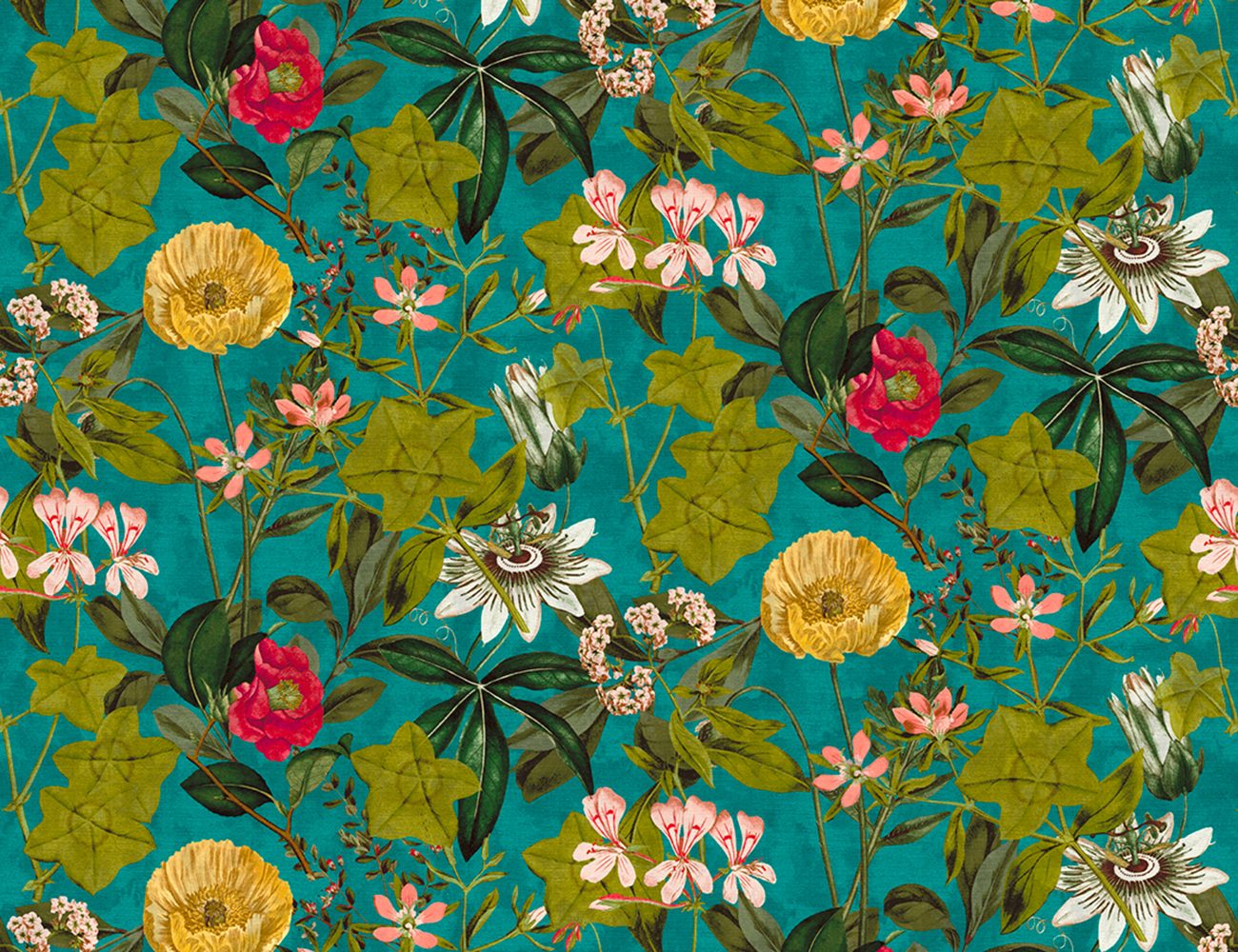 Passiflora – Bild 2