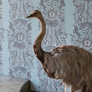 Animalia (39).